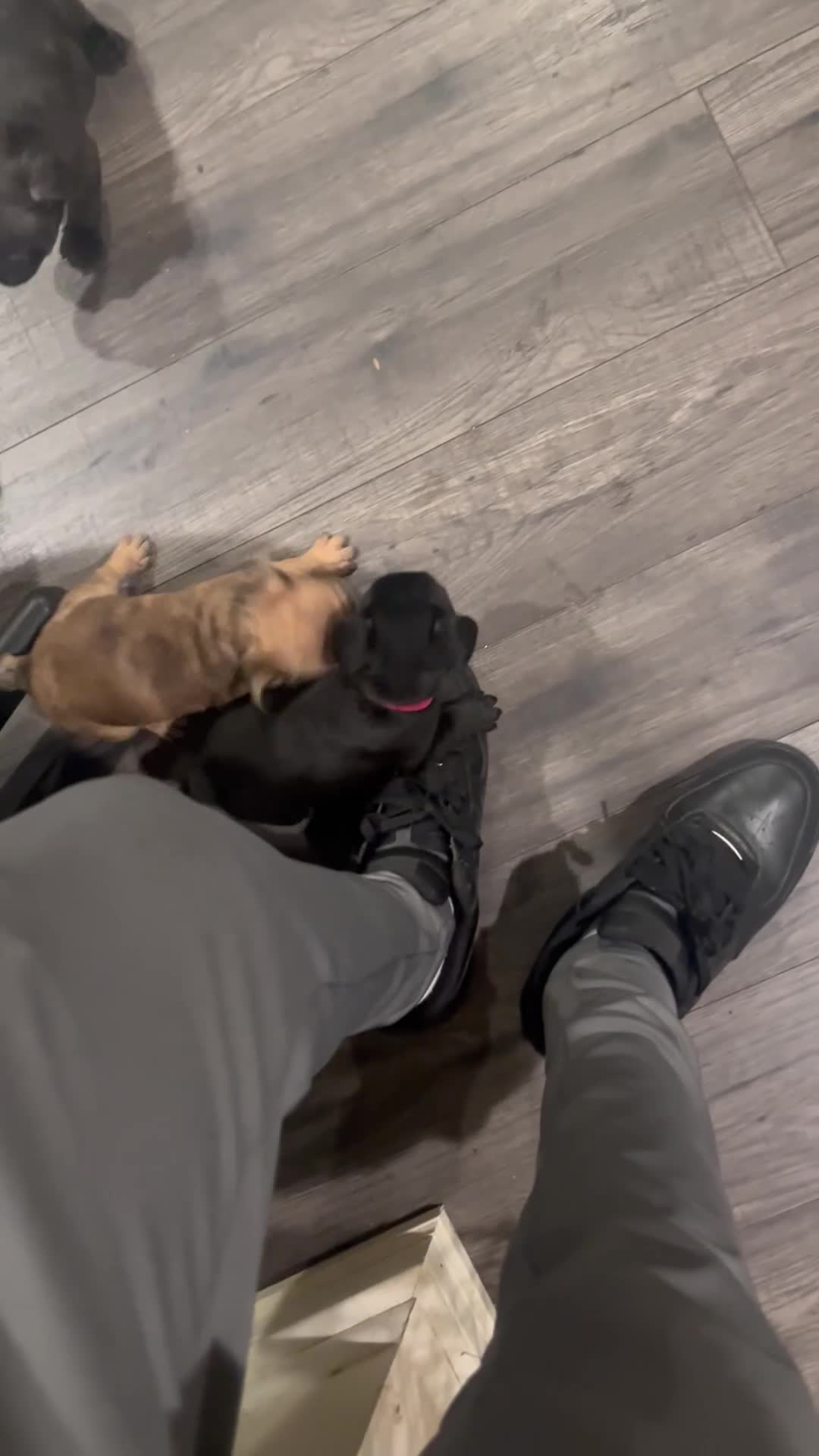 French Bulldog dogs for sale:  3 - Video 1