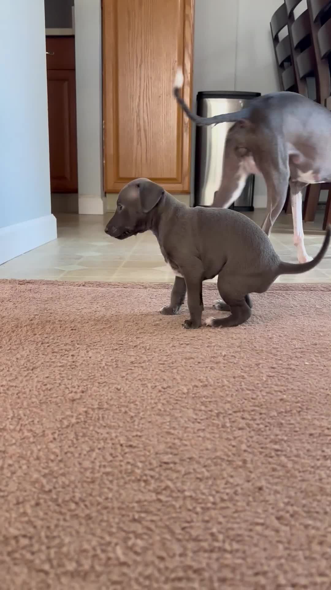 Italian Greyhound dogs for sale: Italian Greyhound 1 - Video 3