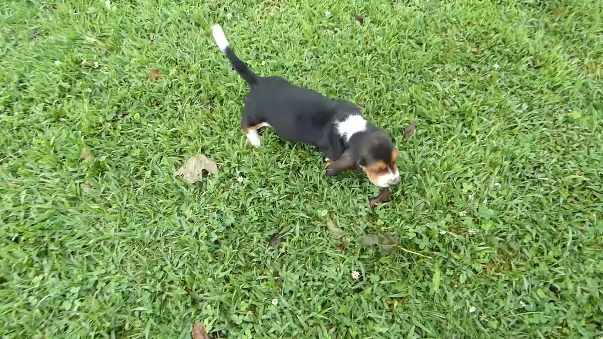 Basset Hound dogs for sale: Basset Hound 4 Malone - Video 1