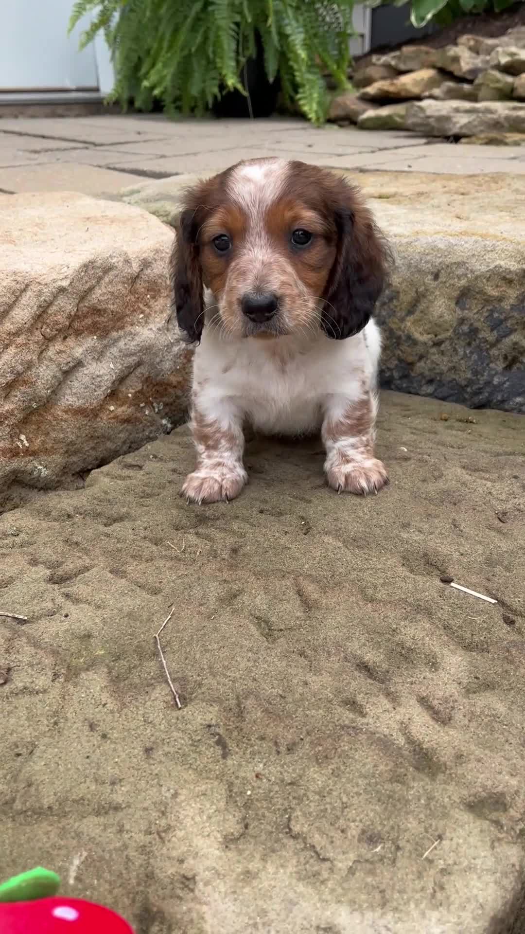 Miniature Dachshund dogs for sale: Gus - Video 1