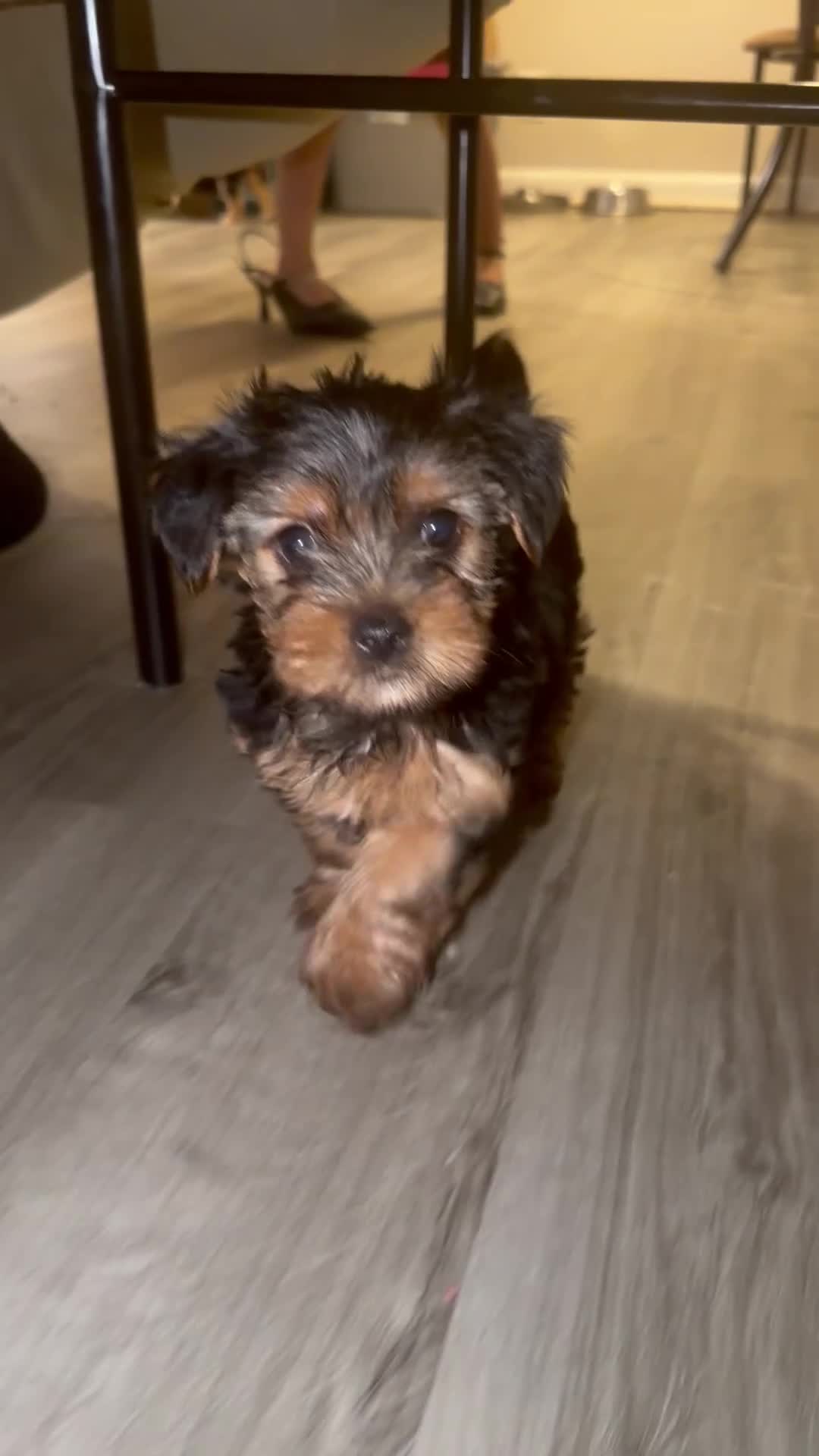 Yorkshire Terrier dogs for sale: Snickers - Video 2