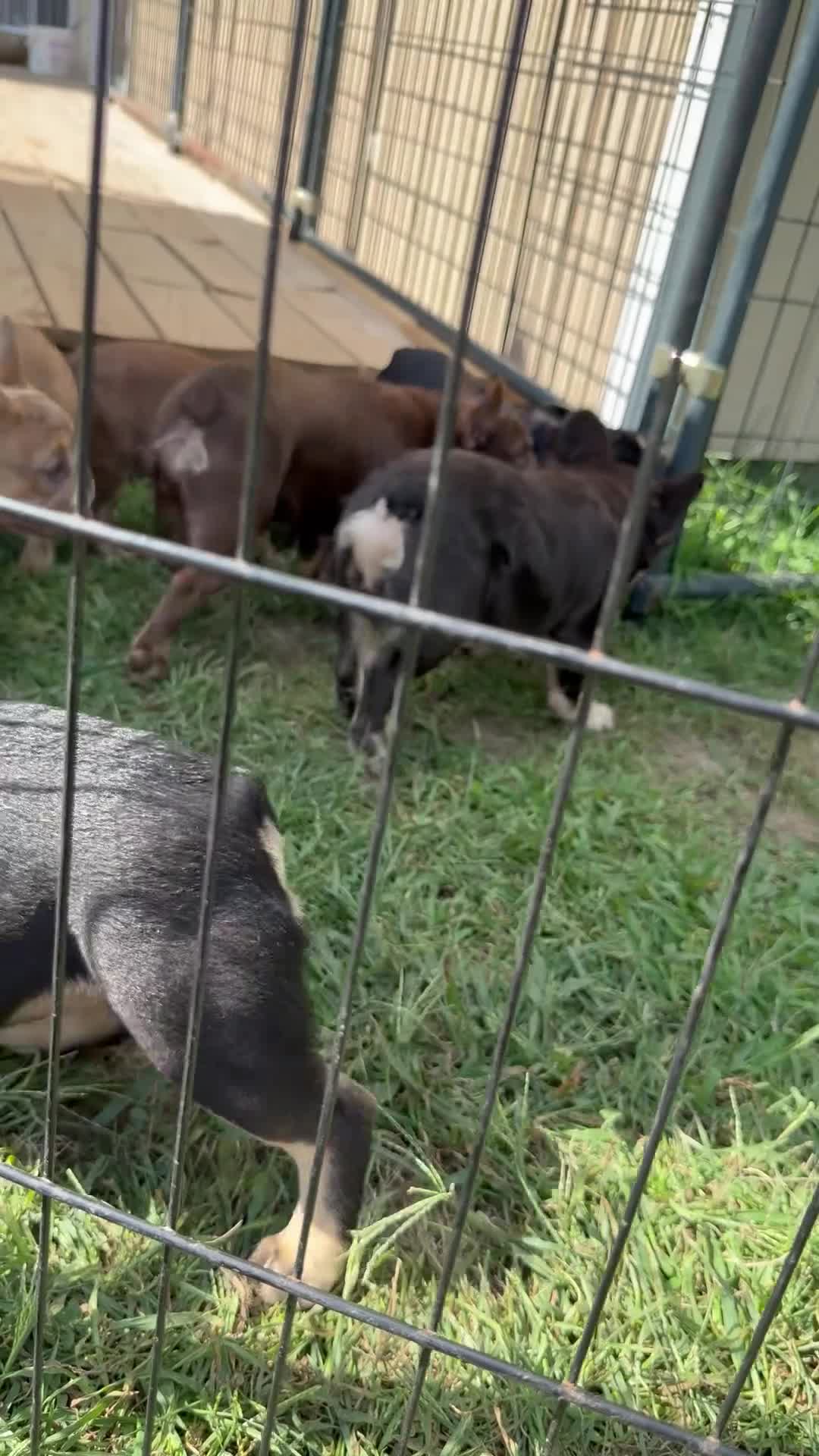 French Bulldog dogs for sale: French Bulldog 1 - Video 1