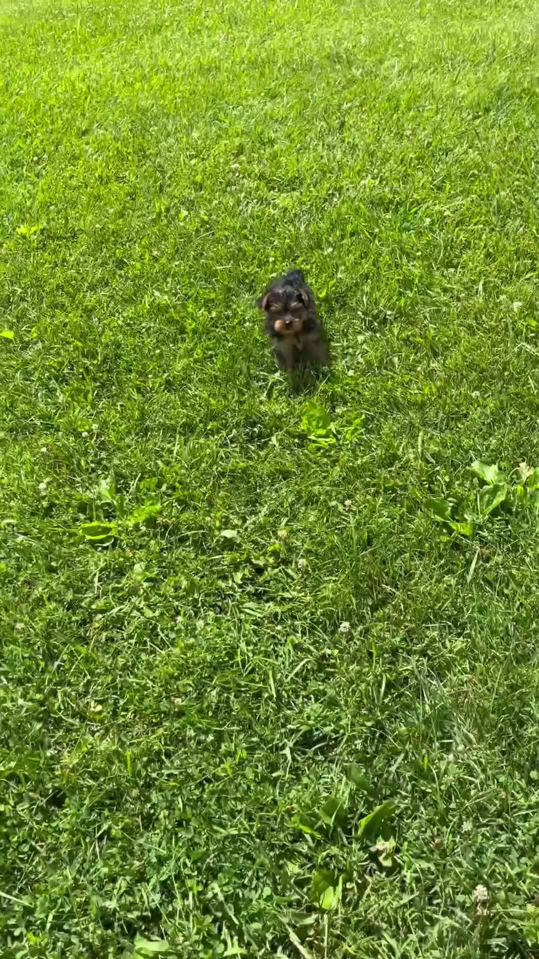 Yorkshire Terrier dogs for sale: Macy - Video 1