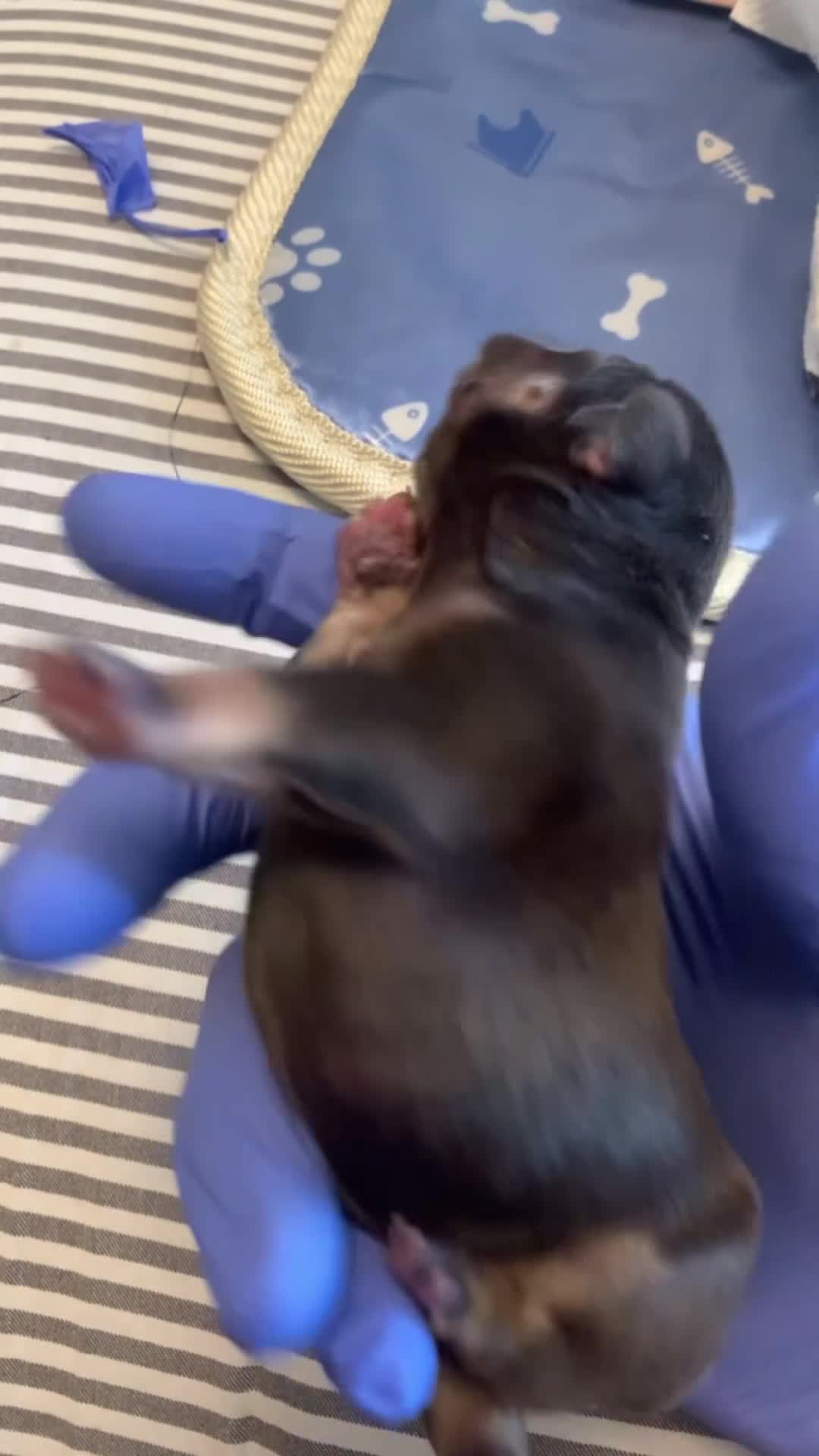 French Bulldog dogs for sale: French Bulldog 3 - Video 4