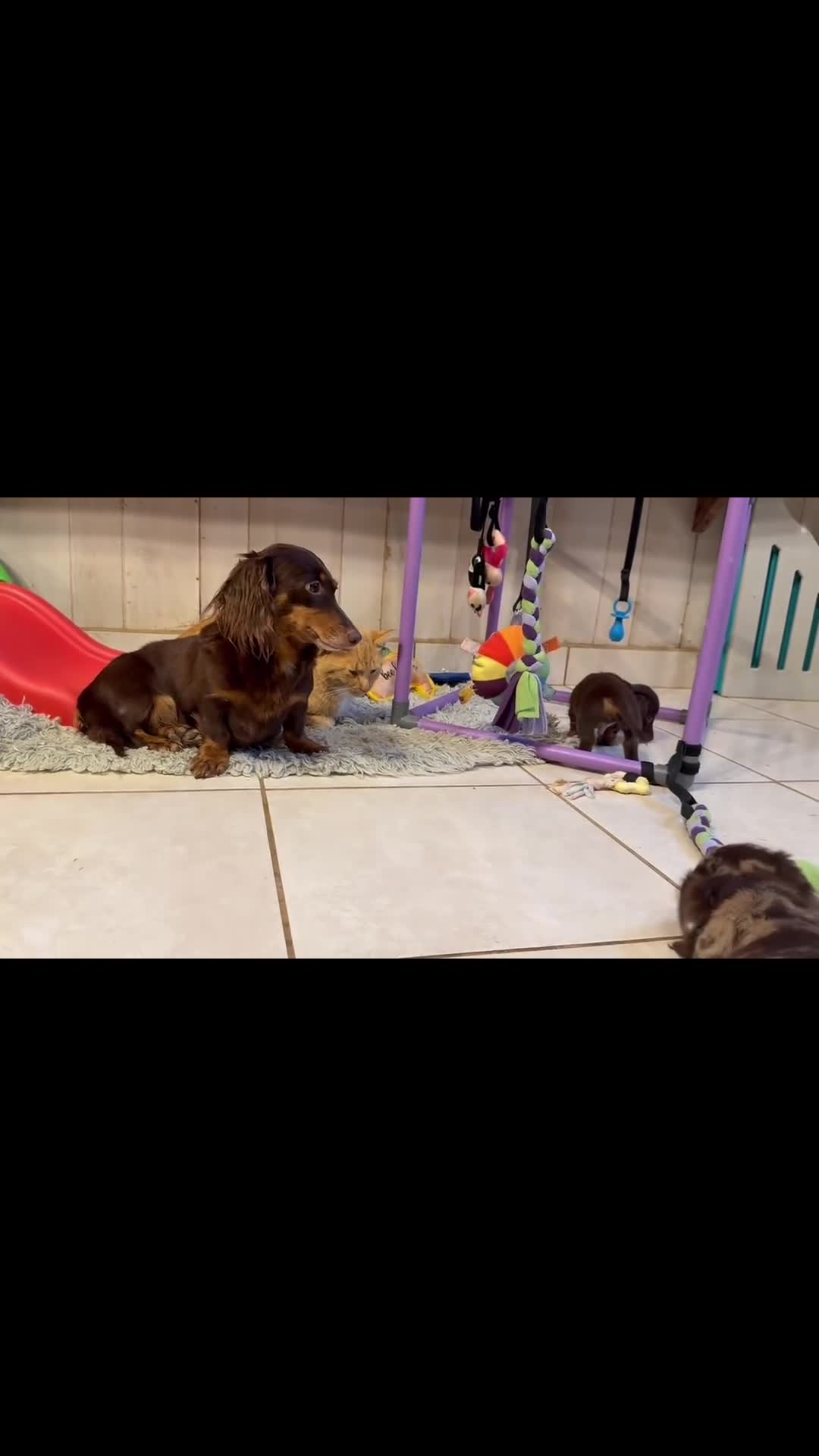 Miniature Dachshund dogs for sale: ACA Everest LH male PRA clear OFA Chic Parents - Video 2