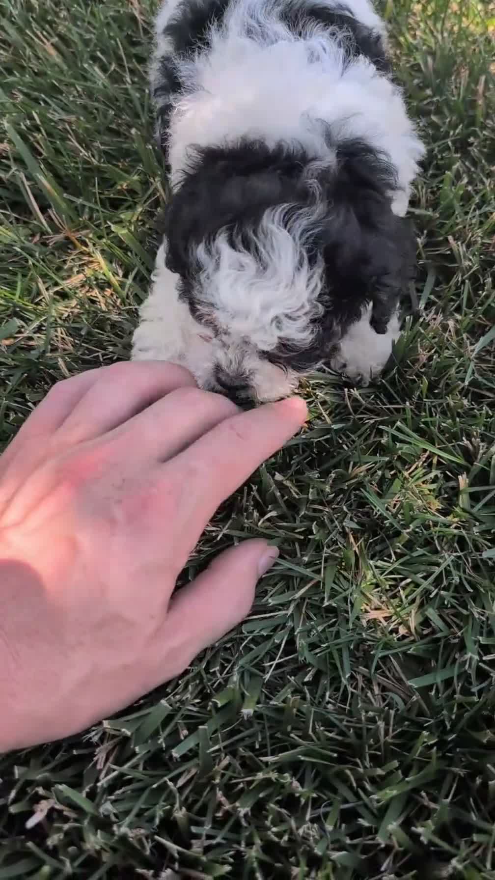 Cockapoo dogs for sale: Hazel - Video 1