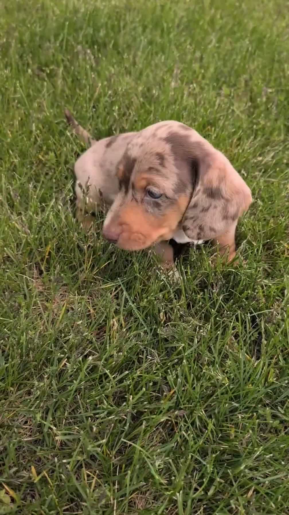 Miniature Dachshund dogs for sale: Mason - Video 1