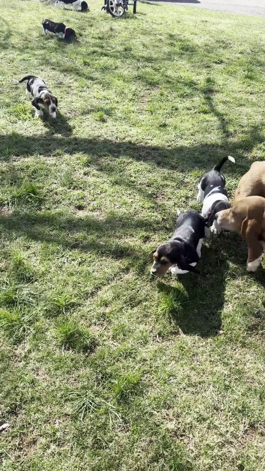 Basset Hound dogs for sale: Socks - Video 1