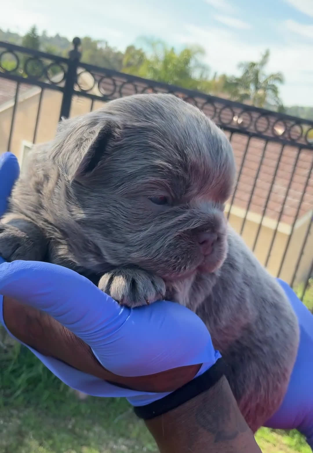 French Bulldog dogs for sale: French Bulldog Puppy 4 - Video 1