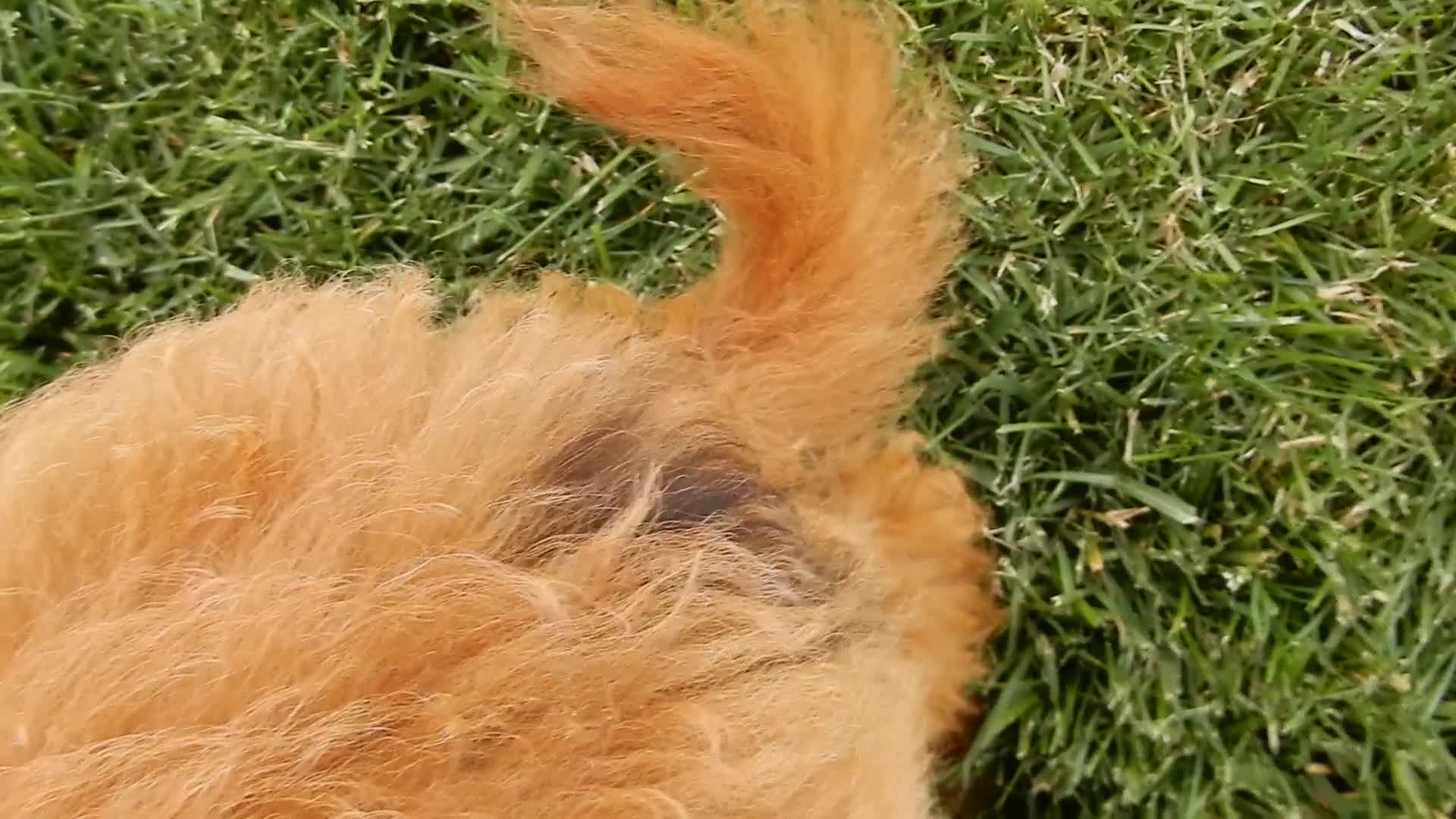 Mini Goldendoodle dogs for sale: Kenny - Video 2