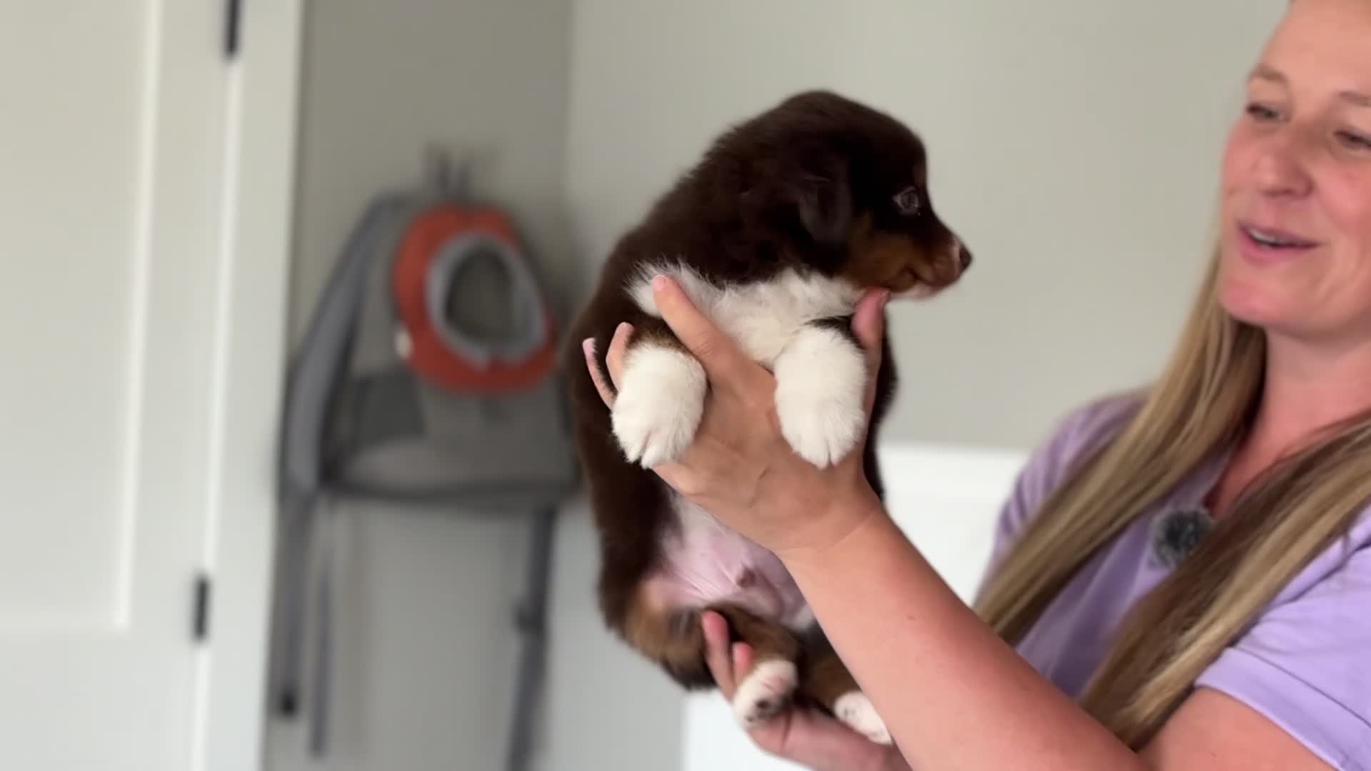 Miniature Australian Shepherd dogs for sale: Rugar - Video 1