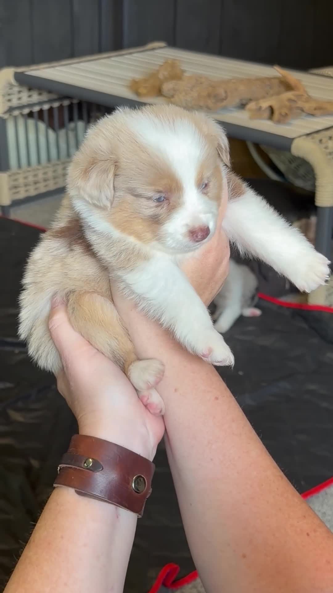 Miniature Australian Shepherd dogs for sale: Lime - Video 1