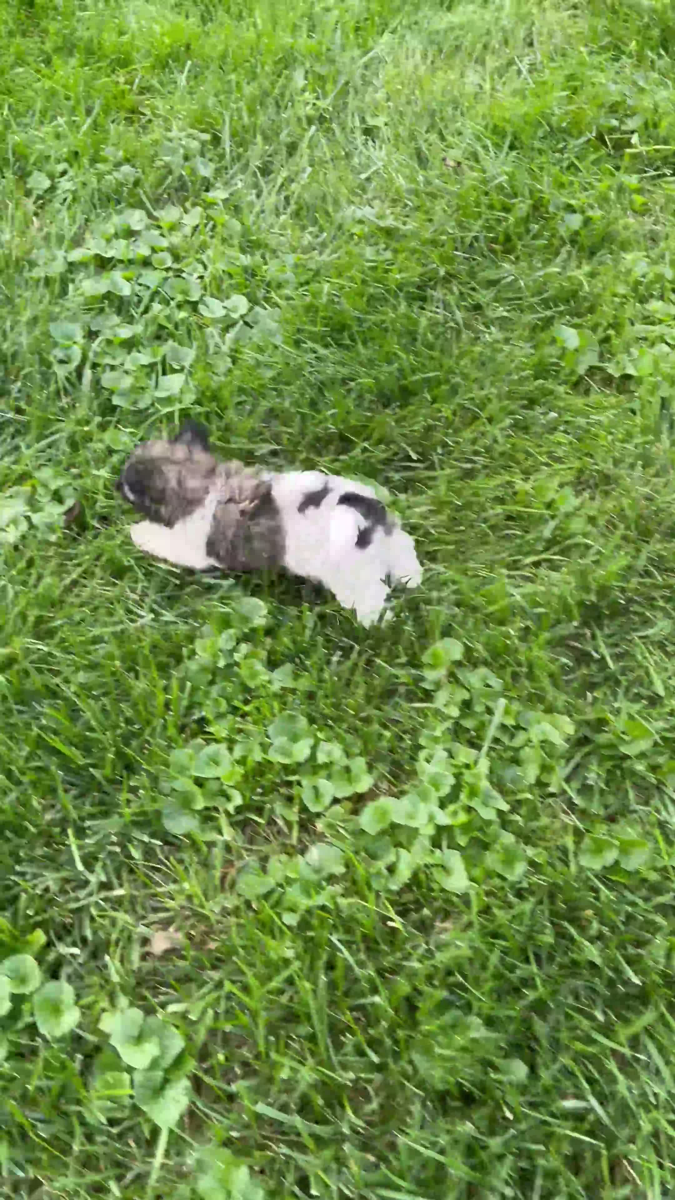 Mixed Breed dogs for sale: Rosie  - Video 1