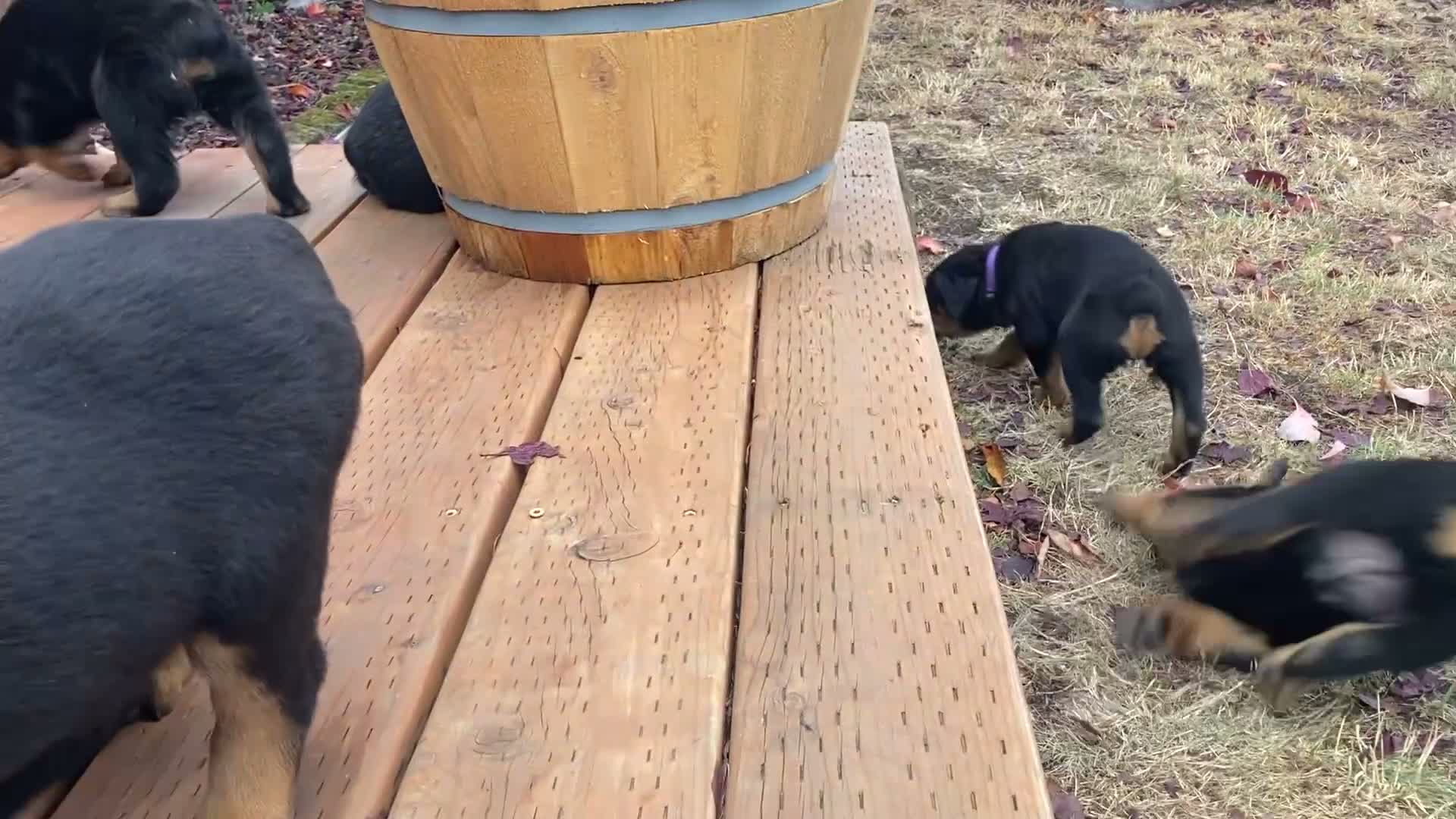 Rottweiler dogs for sale: Poseidon - Video 1