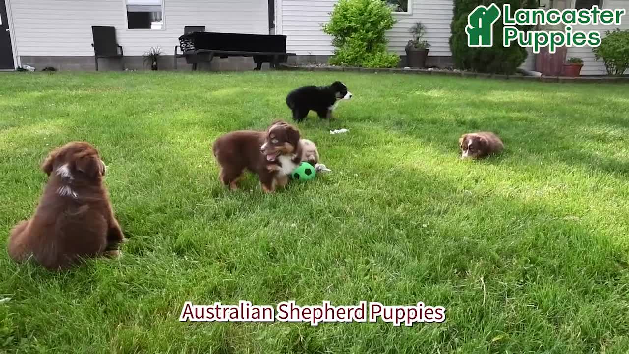 Australian Shepherd dogs for sale: Darcy - Video 1