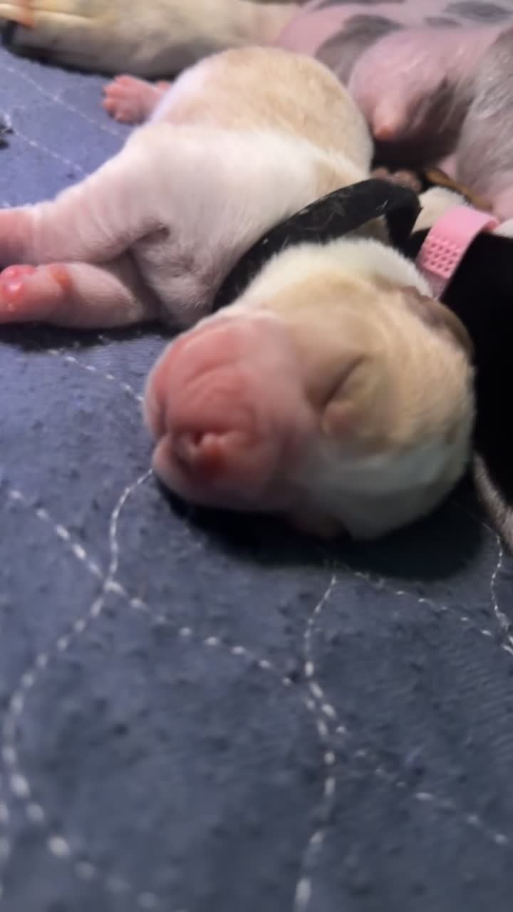 Basset Hound dogs for sale: Diego - Video 1