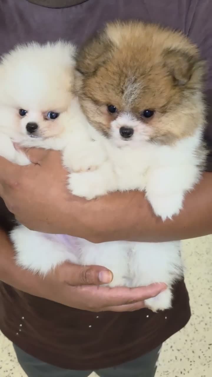 Pomeranian dogs for sale: Pomeranian Lucas  - Video 1