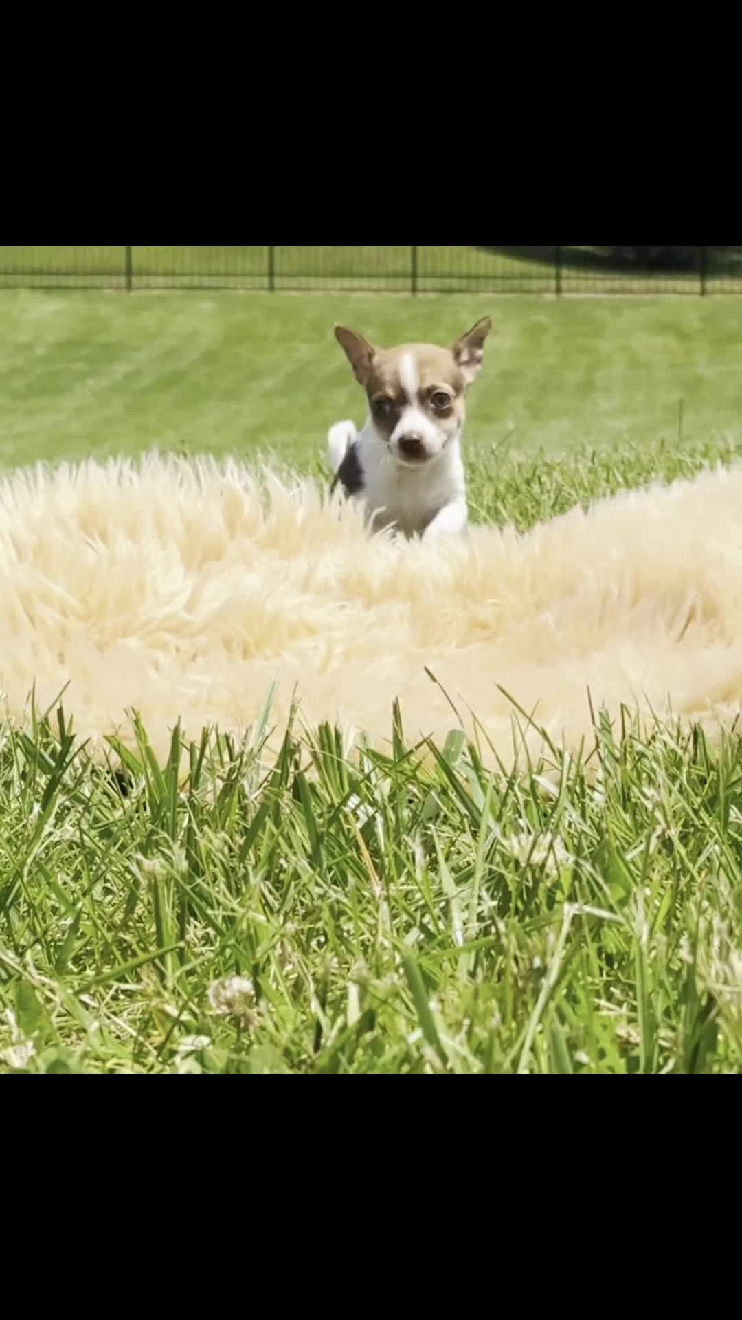 Chihuahua dogs for sale: Pom Pom - Video 1