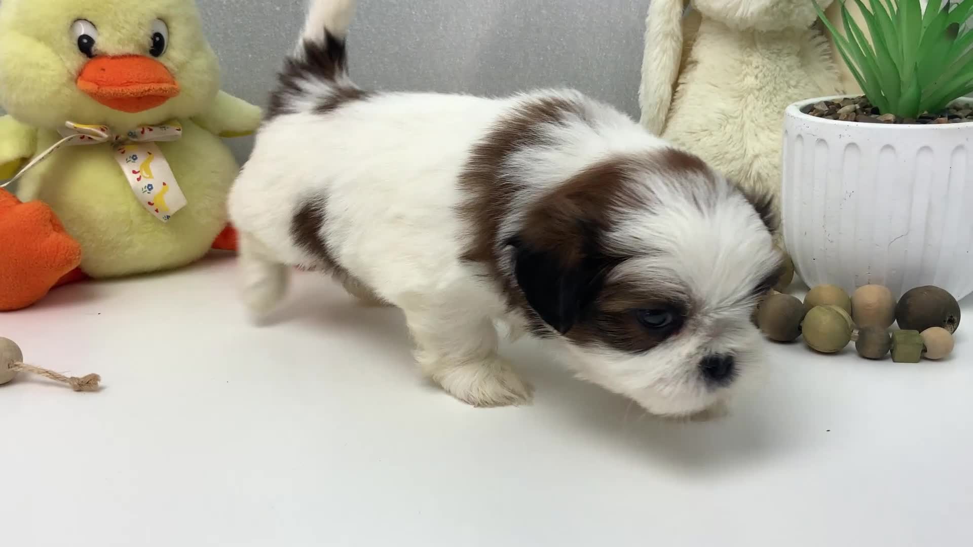 Shih Tzu dogs for sale: Jason  - Video 1