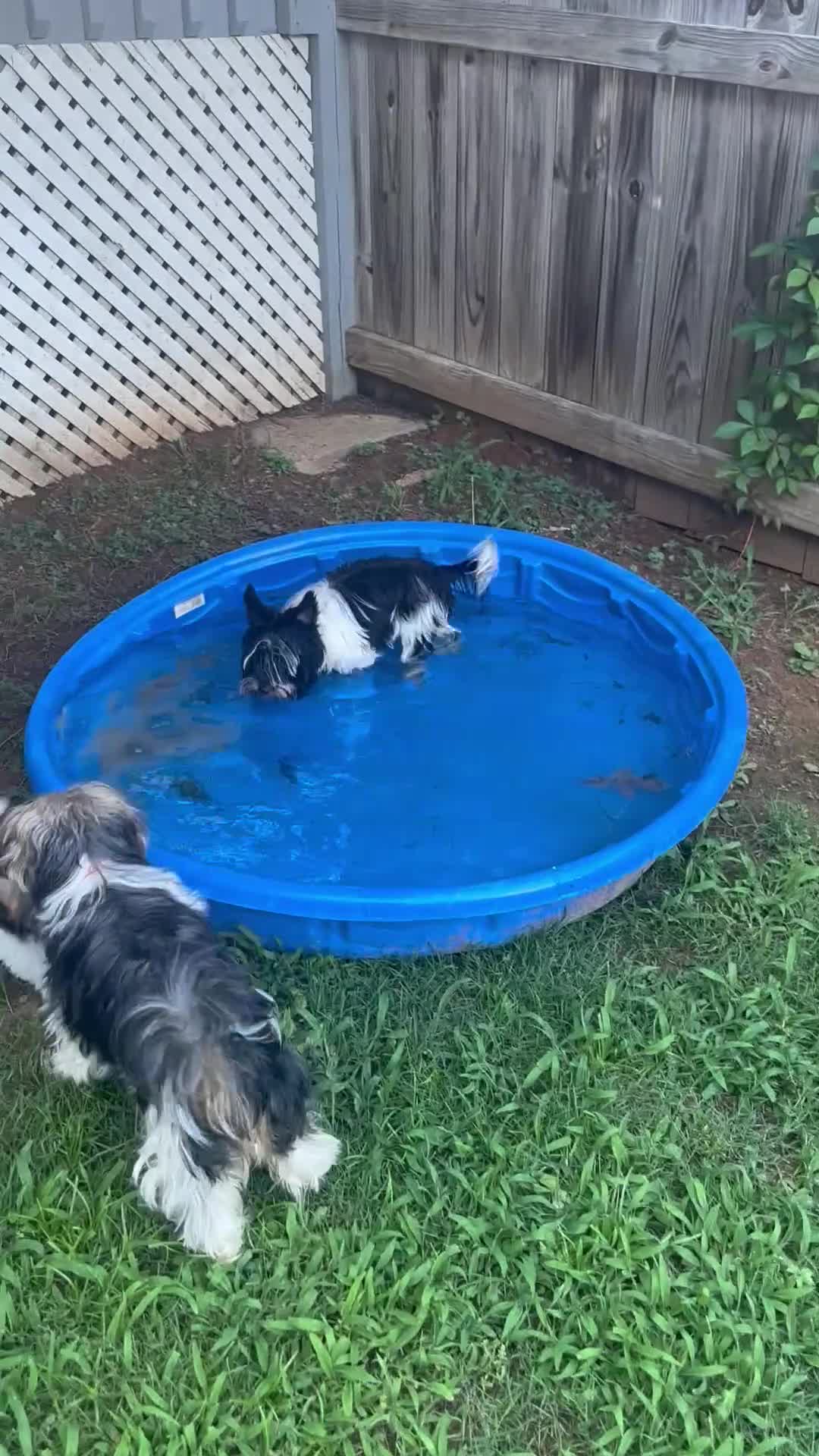 Biewer Terrier dogs for sale: Duke - Video 1