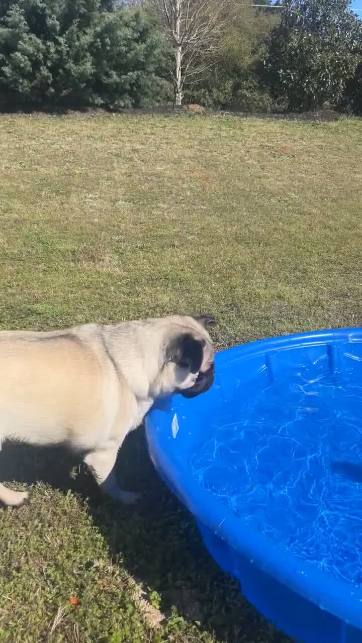 Pug dogs for sale: Teddy  - Video 1