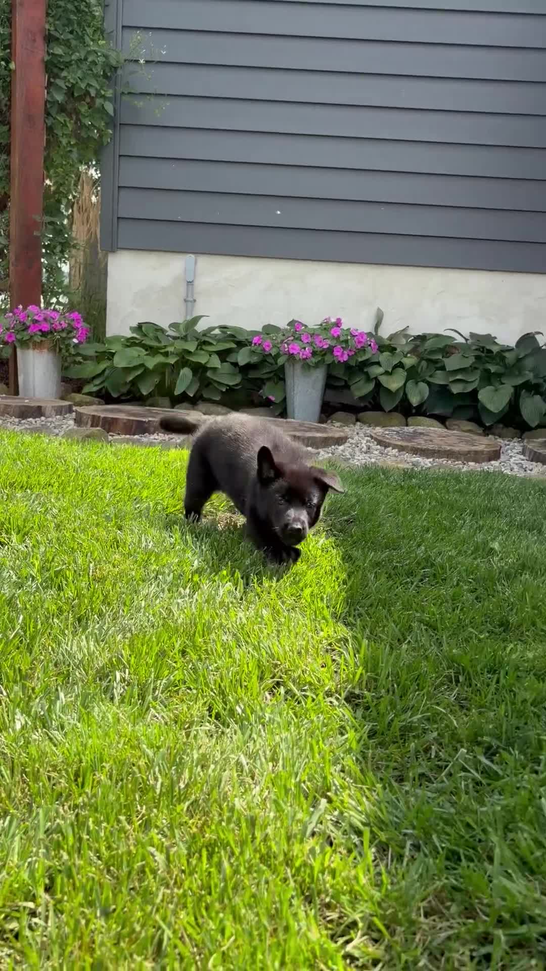 German Shepherd dogs for sale: Dolly - Video 1