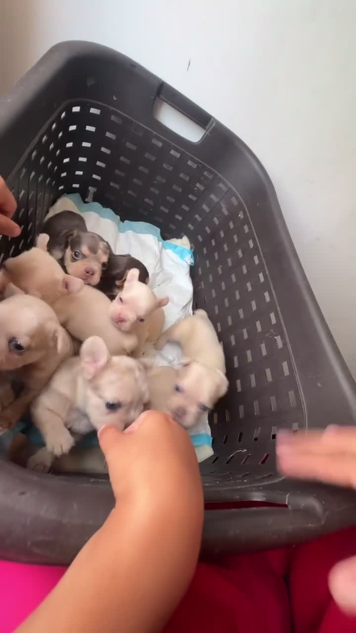 French Bulldog dogs for sale: Bella - Video 2