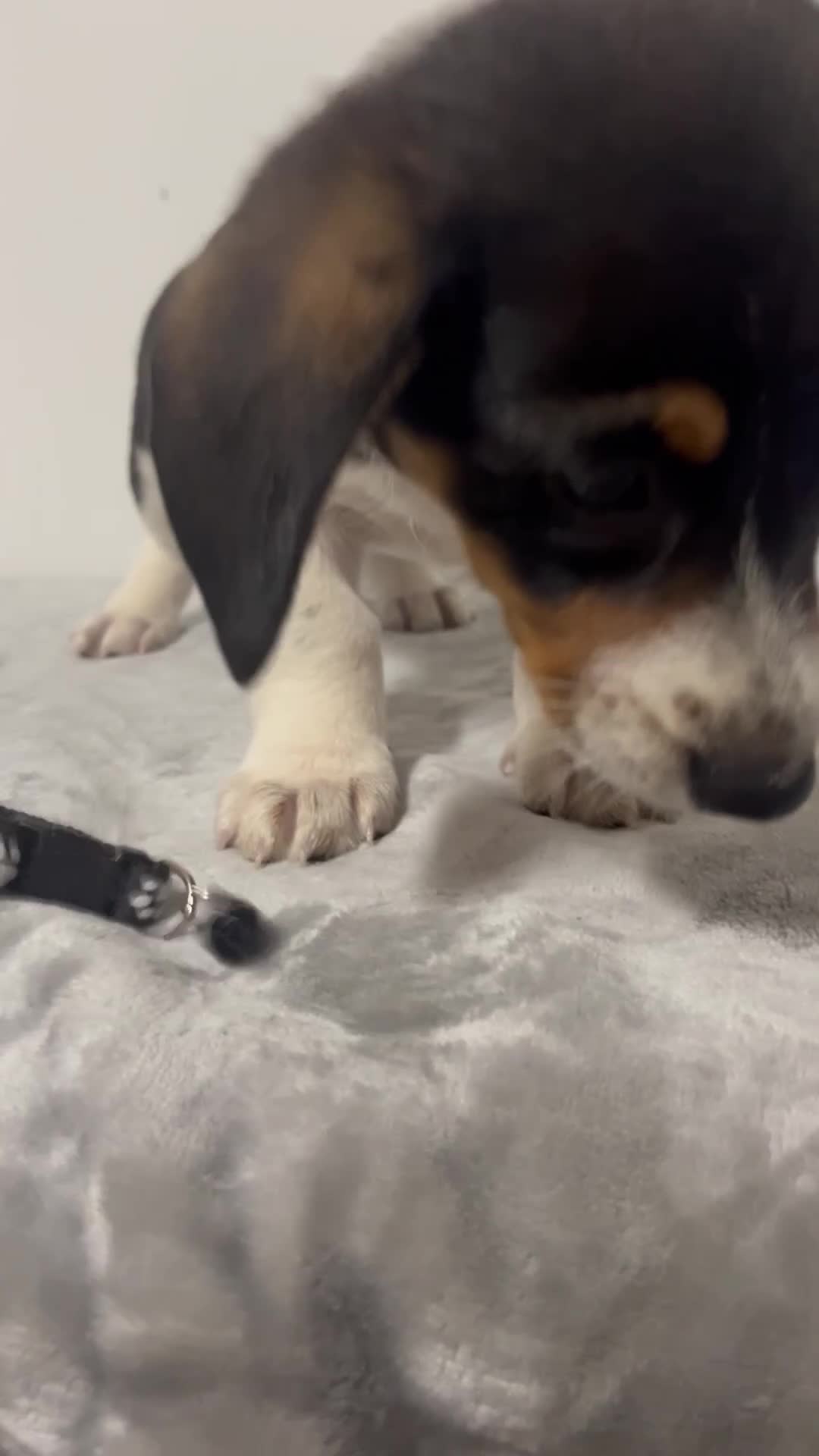 Mixed Breed dogs for sale: Aspen - Video 1