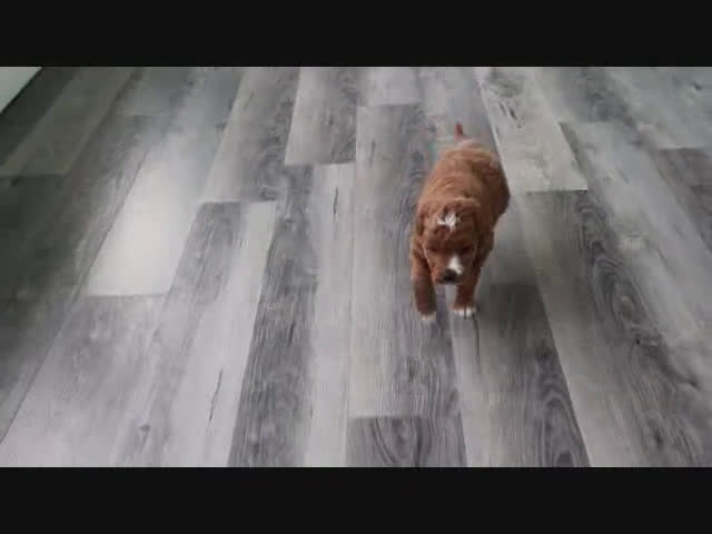 Mini Goldendoodle dogs for sale: Jack - Video 1