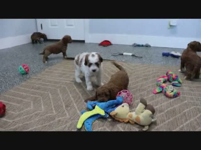 Mini Goldendoodle dogs for sale: Butler - Video 4
