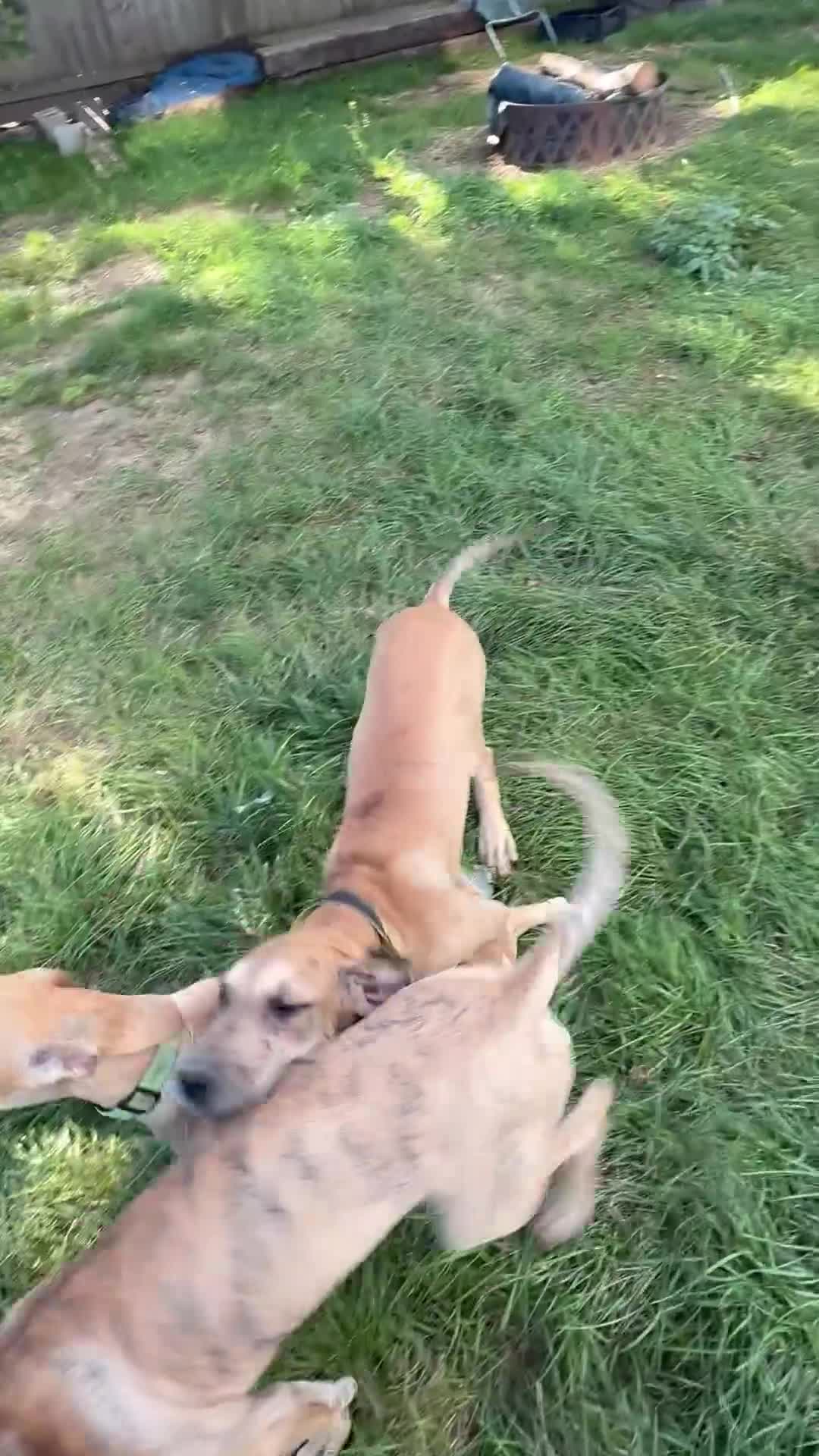 Great Dane dogs for sale: Yellow - Video 1