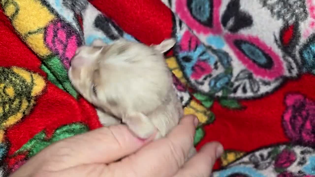 Chihuahua dogs for sale: Long Hair Merle girl - Video 1