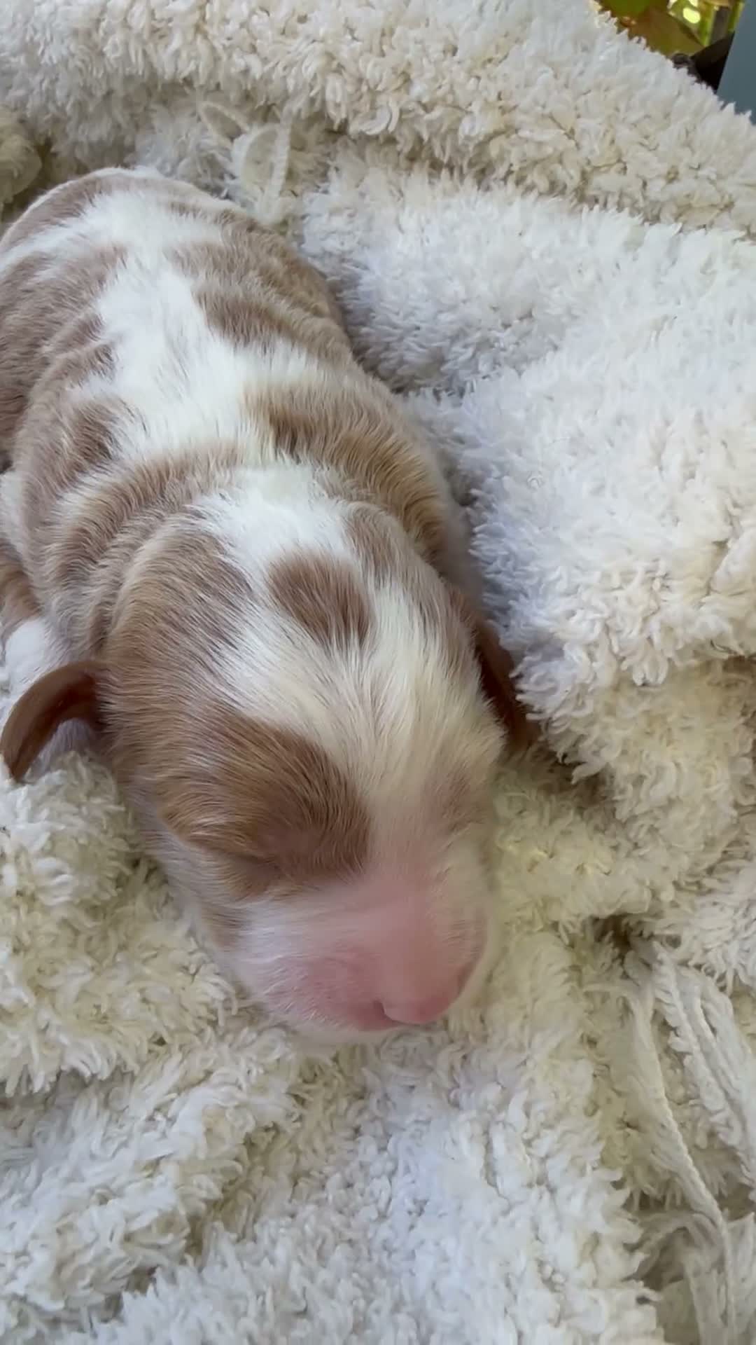 Cavapoo dogs for sale: Leo - Video 2