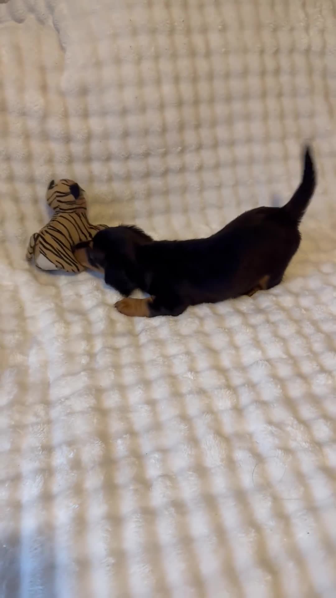 Miniature Dachshund dogs for sale: Long haired mini *Toes* - Video 1