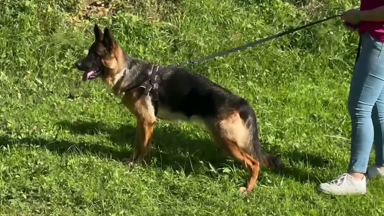 German Shepherd dogs for sale: Rose - Video 2