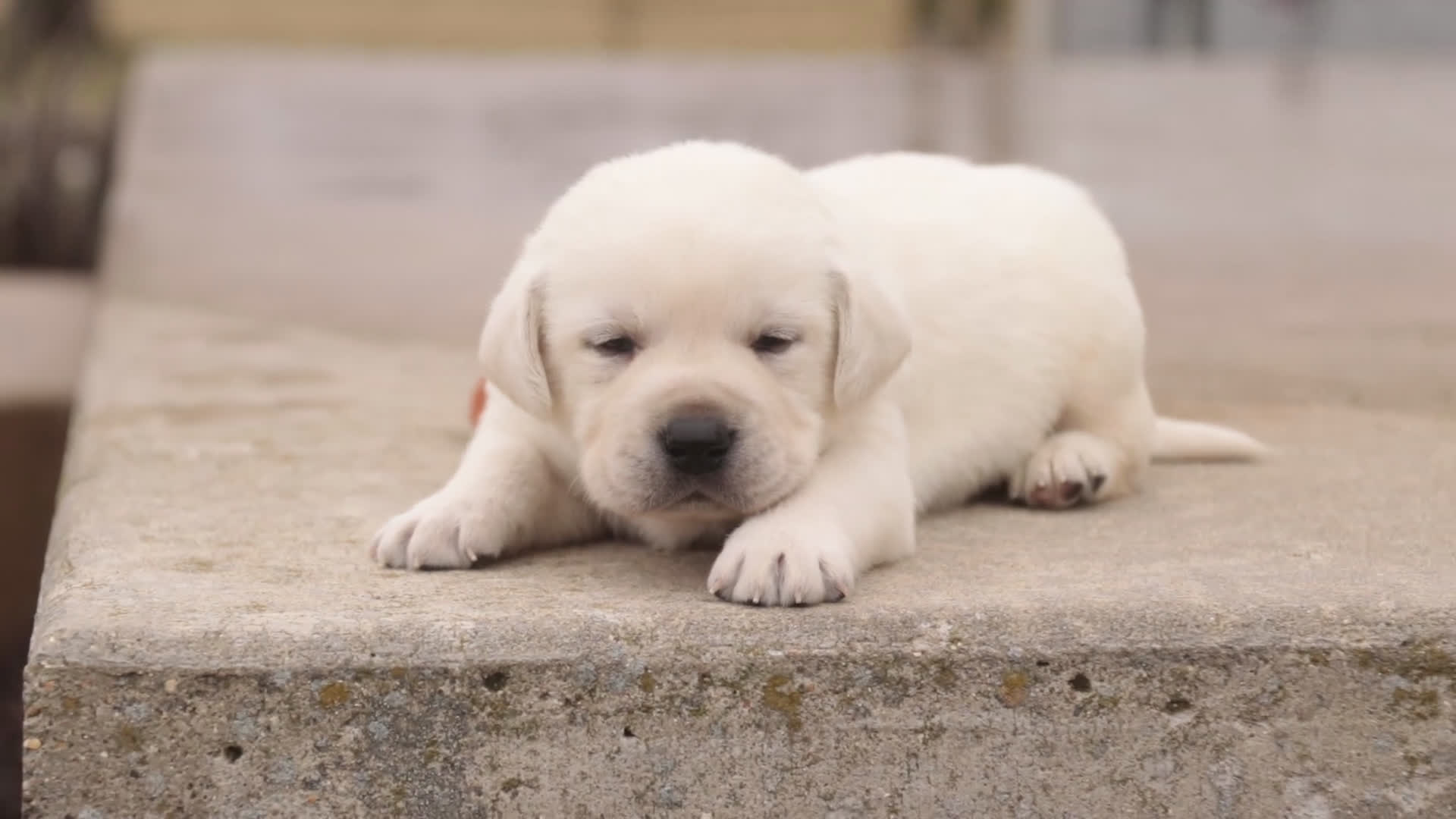 Labrador Retriever dogs for sale: Sherlock - Video 1