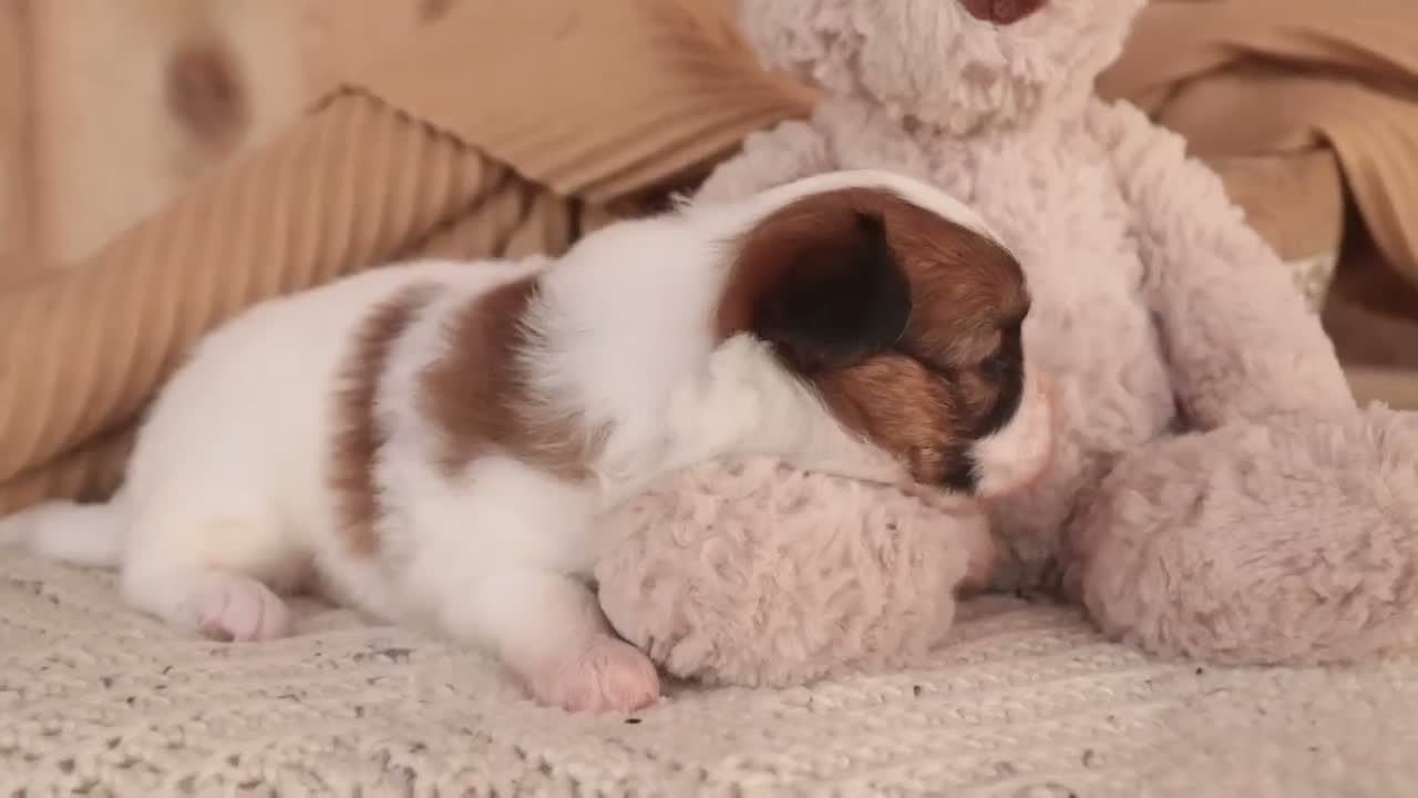 Papillon dogs for sale: Romeo Papillon  - Video 2