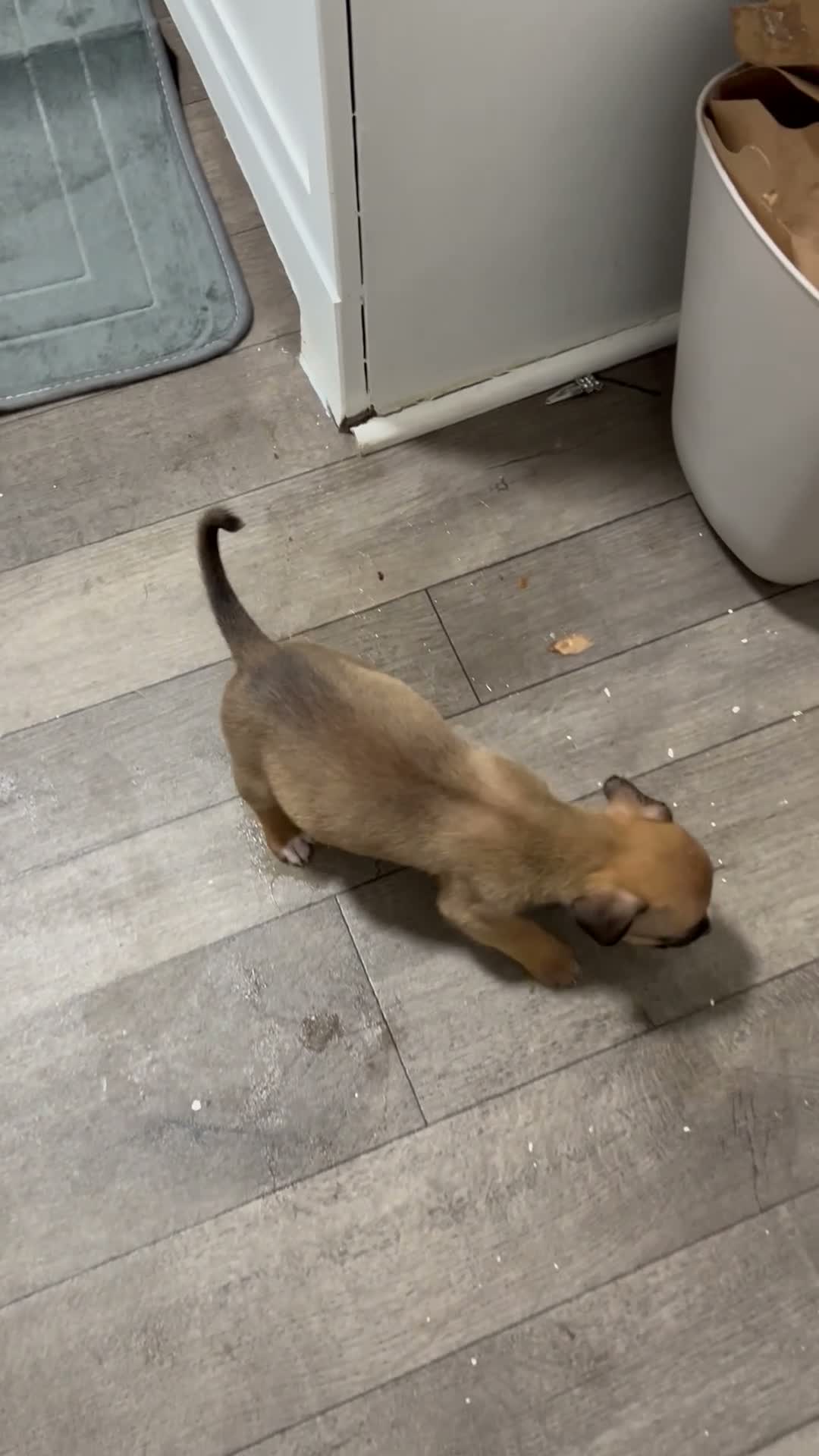 Mixed Breed dogs for sale: Boy 7 - Video 2