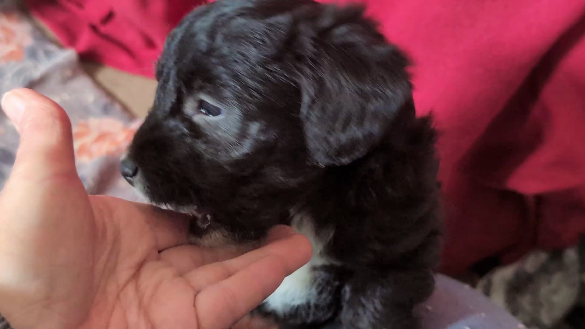 Corgipoo dogs for sale: Joceline - Video 1