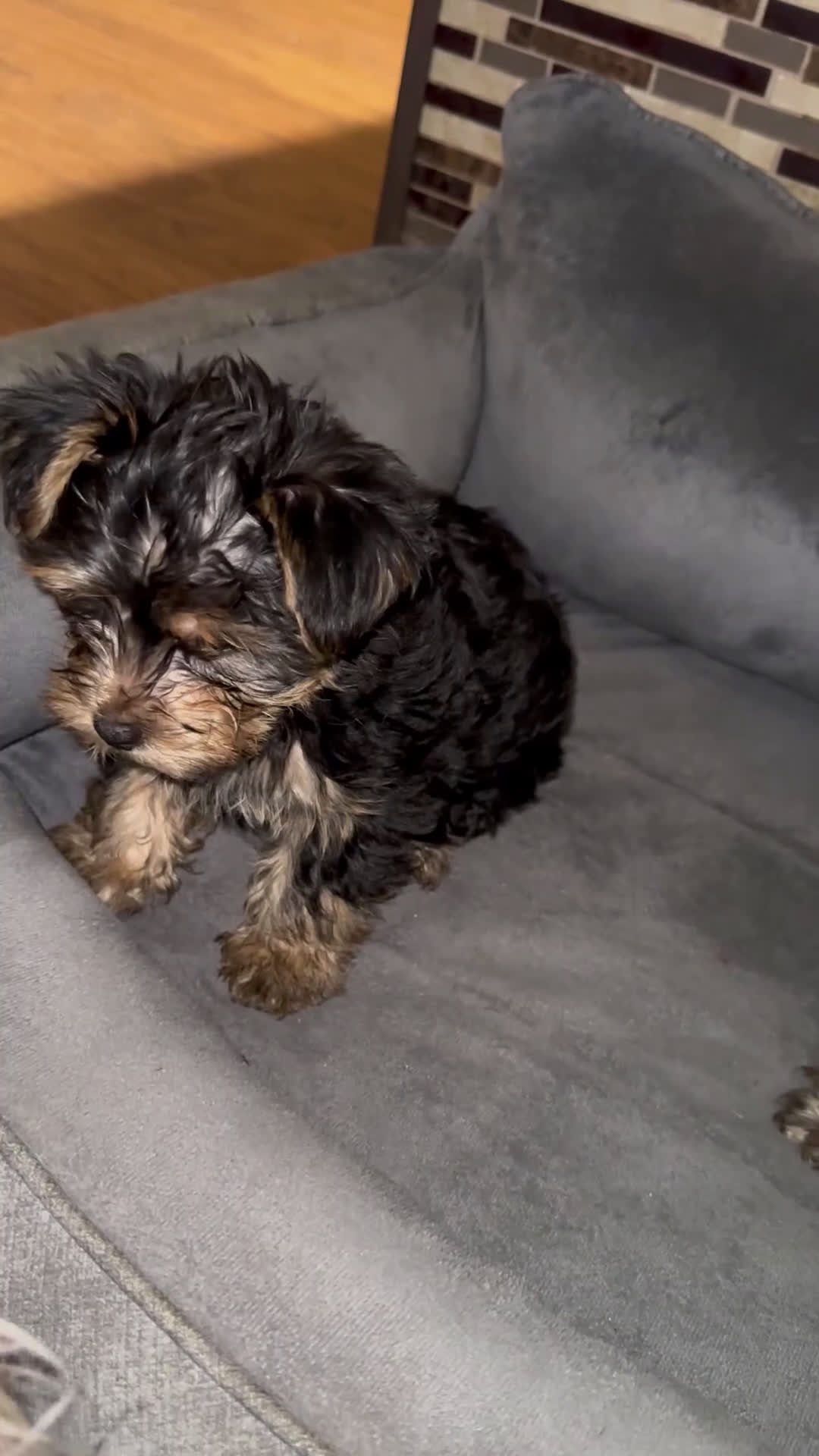 Yorkshire Terrier dogs for sale: Yorkshire Terrier Puppy 1 - Video 1