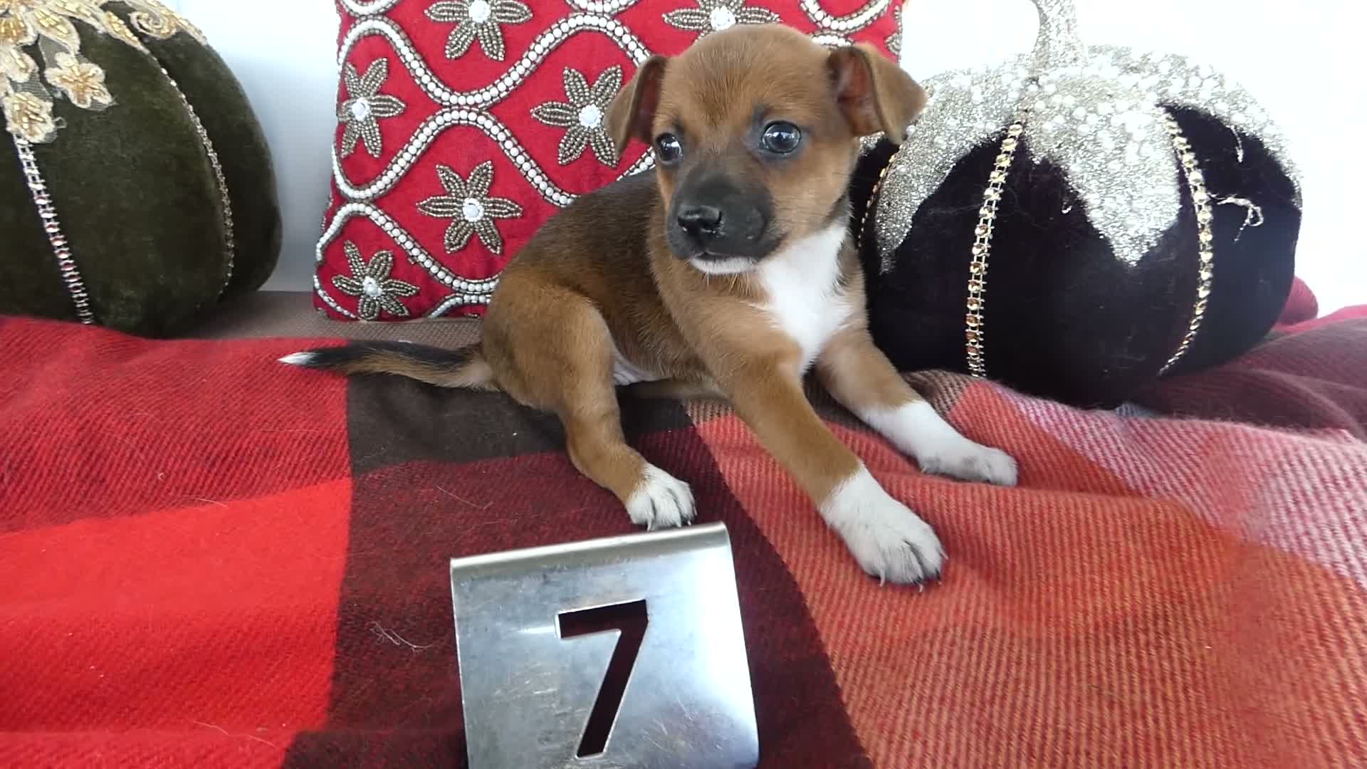 Chihuahua dogs for sale: Chihuahua 7 Goldy - Video 1