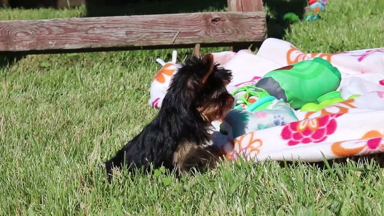 Yorkshire Terrier dogs for sale: Drake - Video 3