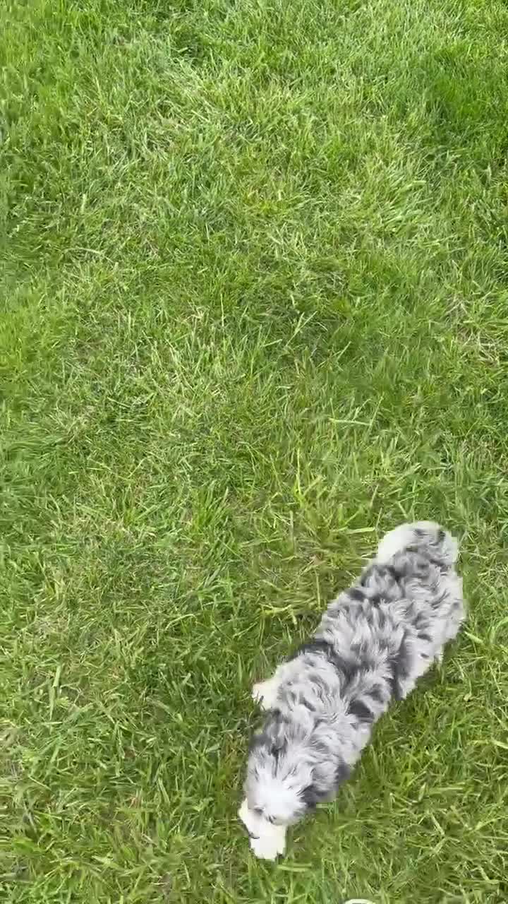 Mini Bernedoodle dogs for sale: Bailey - Video 3