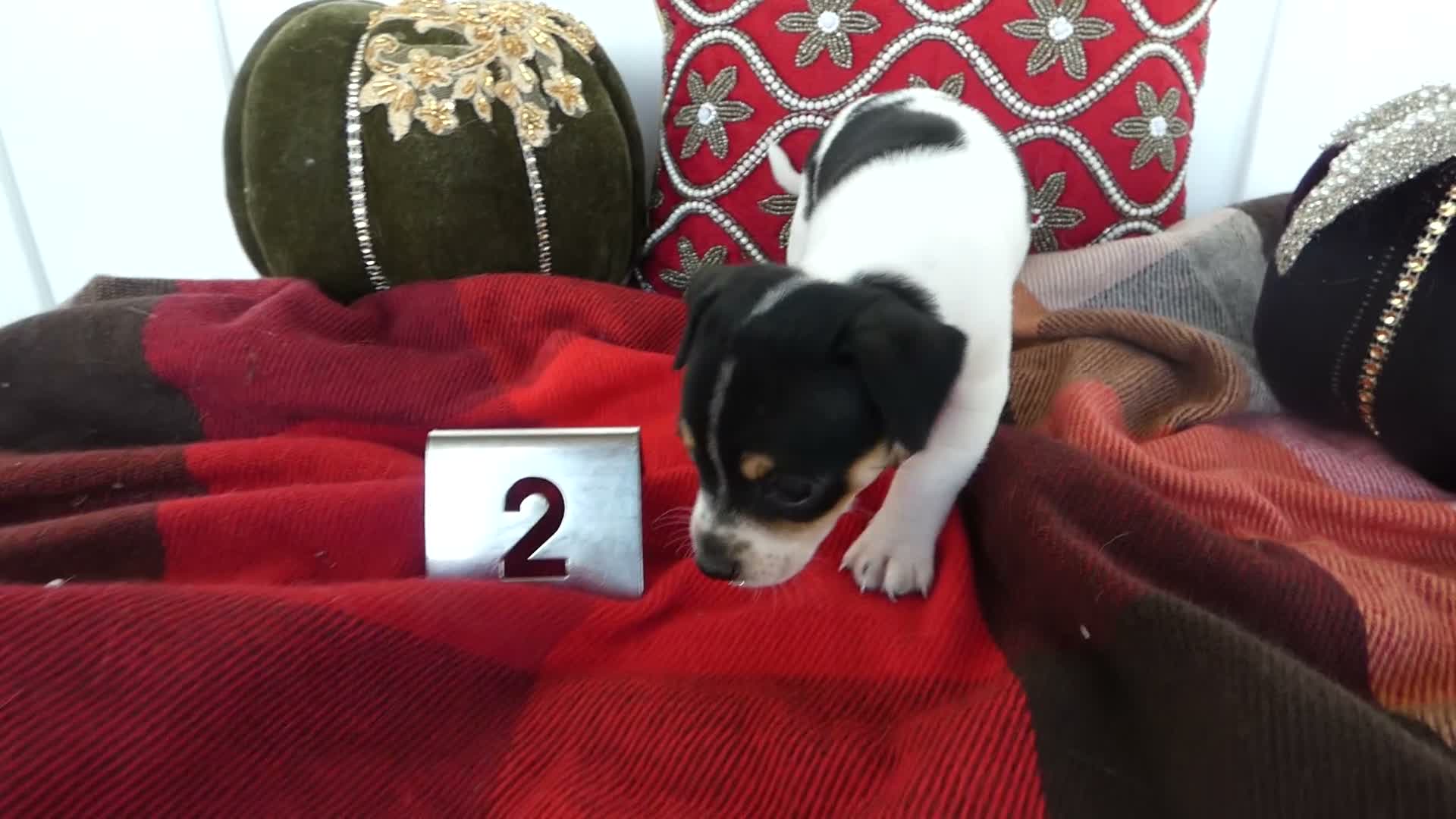 Chihuahua dogs for sale: Chihuahua 2 Leo - Video 1