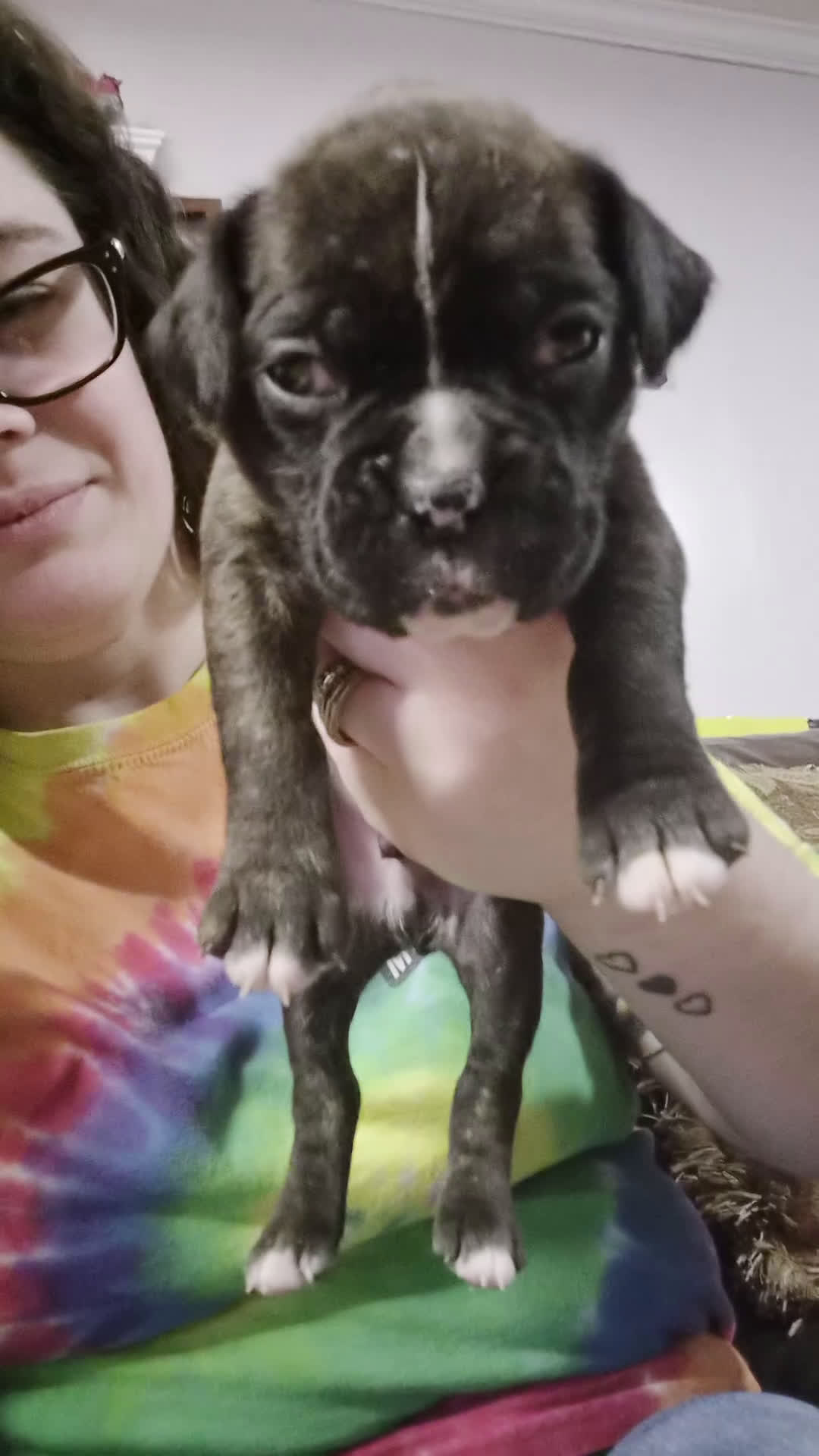 Boxer dogs for sale: Green - Video 2