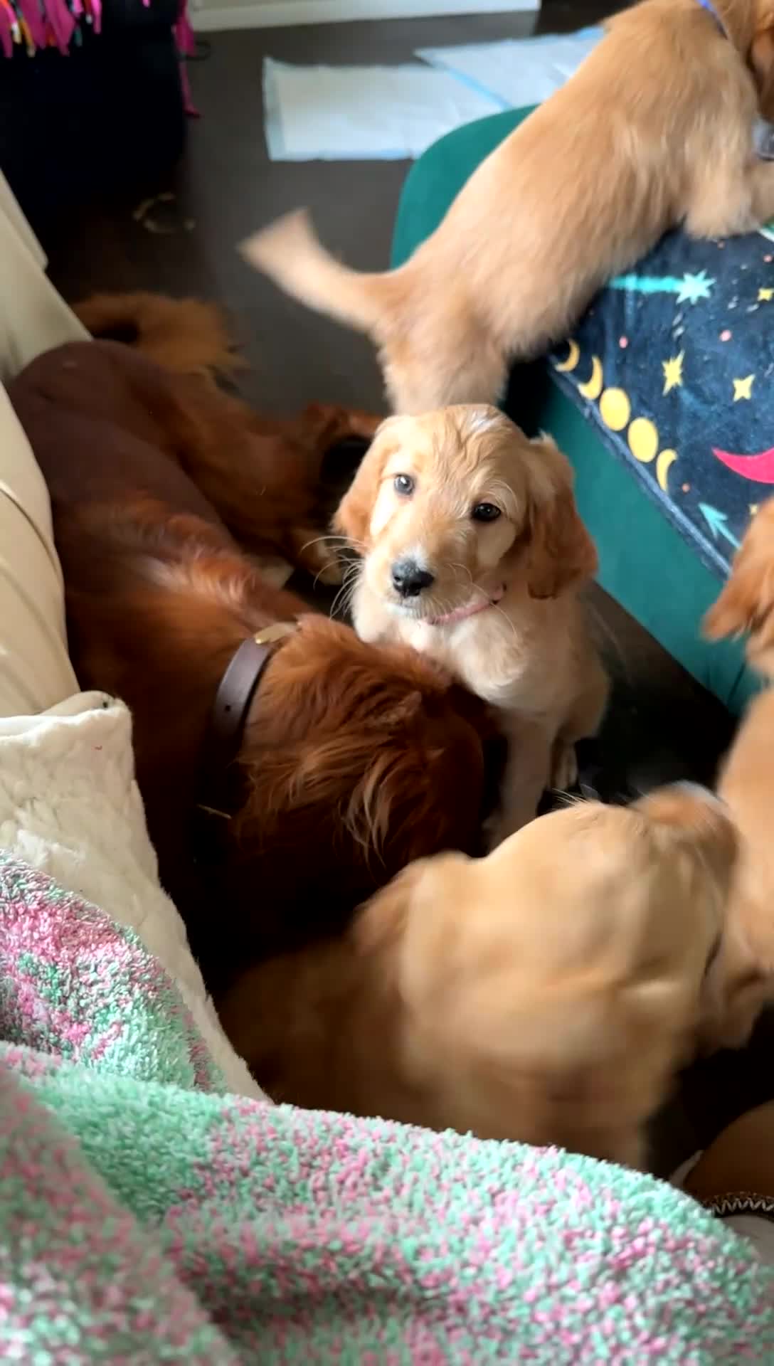 Mixed Breed dogs for sale: Griz - Video 1