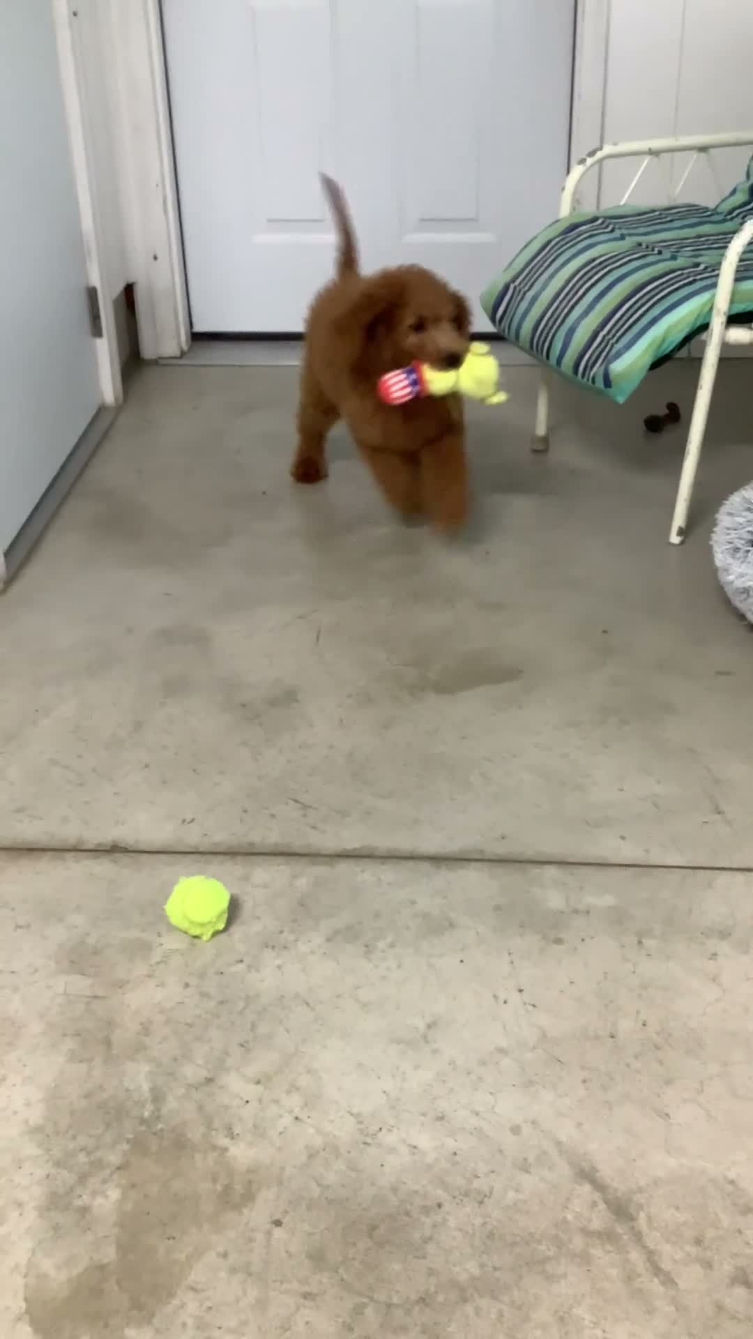 Goldendoodle dogs for sale: Goldendoodle 1 Rascal - f1b   - Video 4