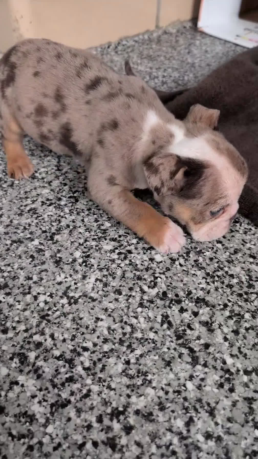 English Bulldog dogs for sale: Zya - Video 1