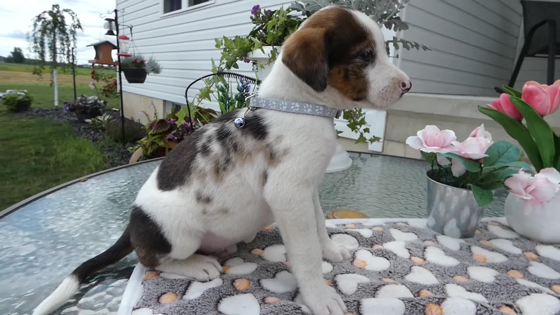 Mixed Breed dogs for sale: Mixed Breed 1 Davon - Video 1