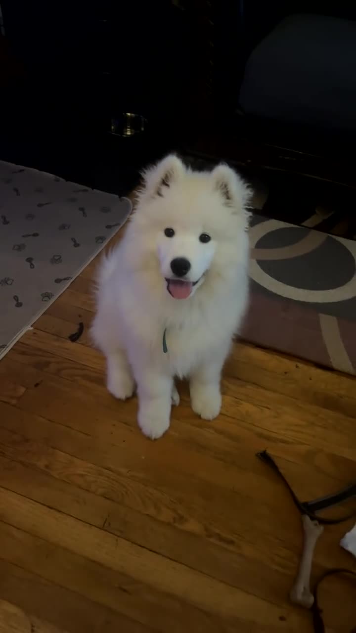Samoyed dogs for sale: Leo - Video 1